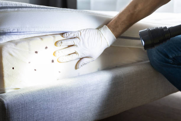 Best Ant Control Services  in Chackbay, LA