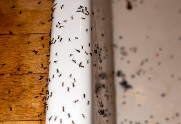Best Rat Extermination Near Me  in Chackbay, LA
