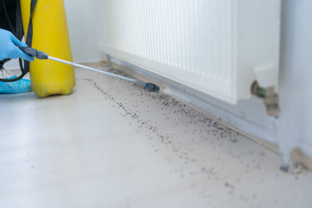 Best Pest Removal Services  in Chackbay, LA